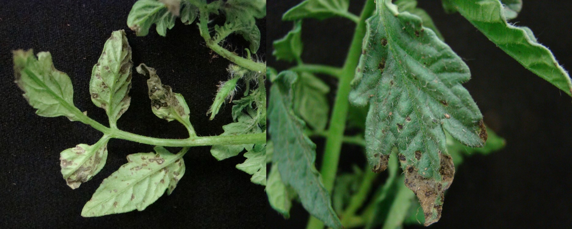 Bacterial spot symptoms on tomato transplant.